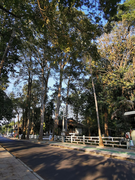 Nature along the Siem Reap River, in front of the École française d’Extrême-Orient (EFEO). Image by Sovichet Tep of Anagata Type.